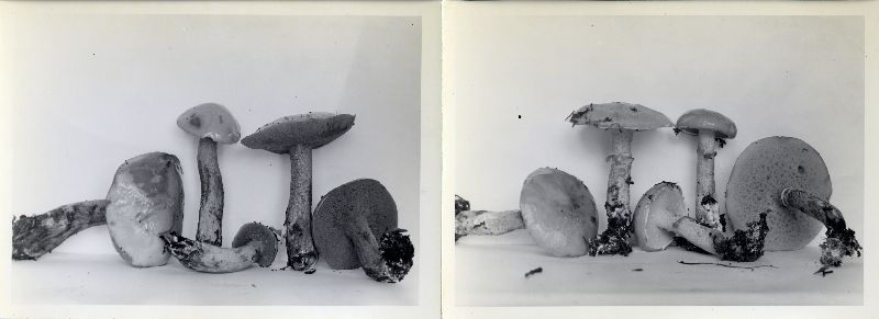 Suillus acidus var. intermedius image