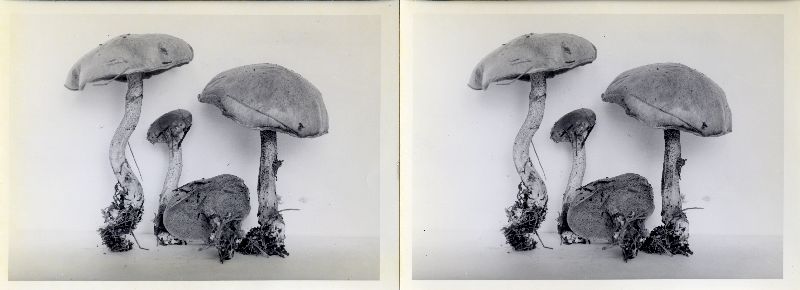 Suillus acidus var. luteolus image