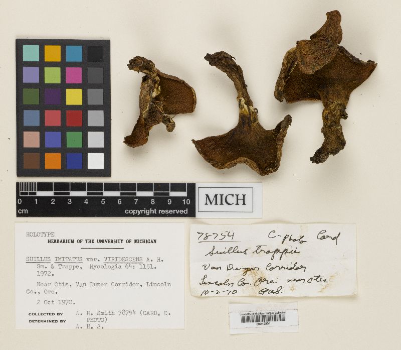 Suillus imitatus var. viridescens image