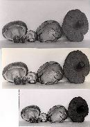 Suillus neoalbidipes image