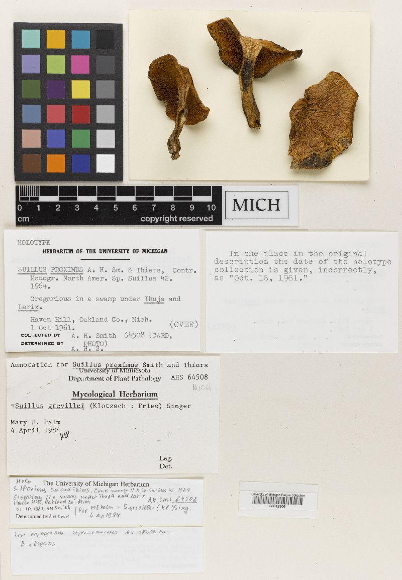 Suillus proximus image