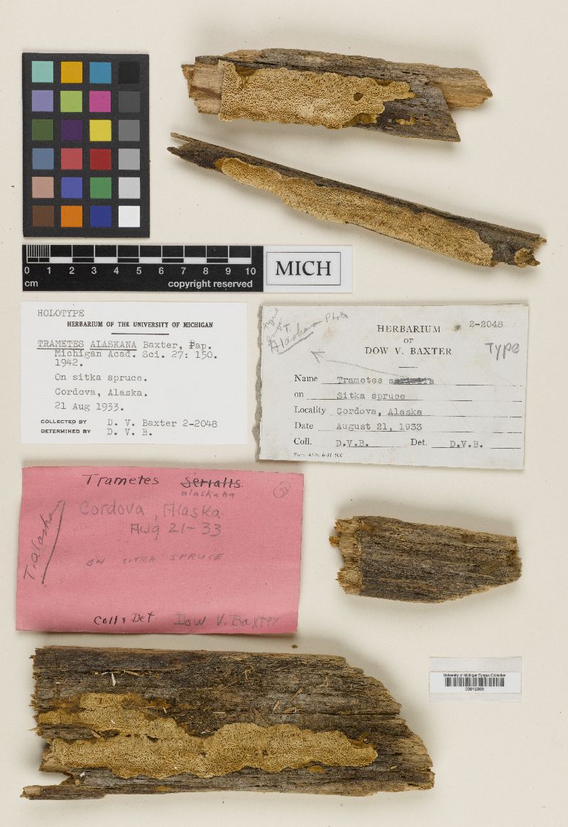 Trametes alaskana image