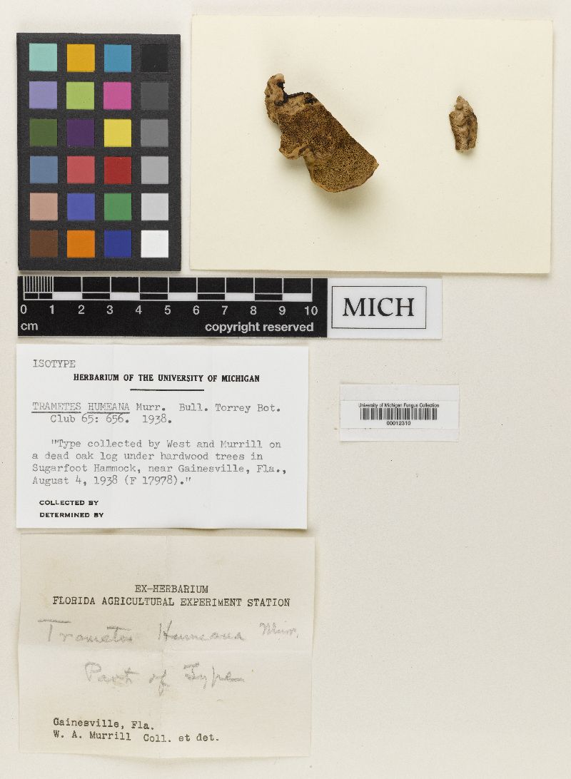 Tyromyces humeana image