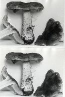 Tricholoma atroviolaceum image