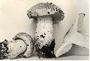 Tricholoma huronense image