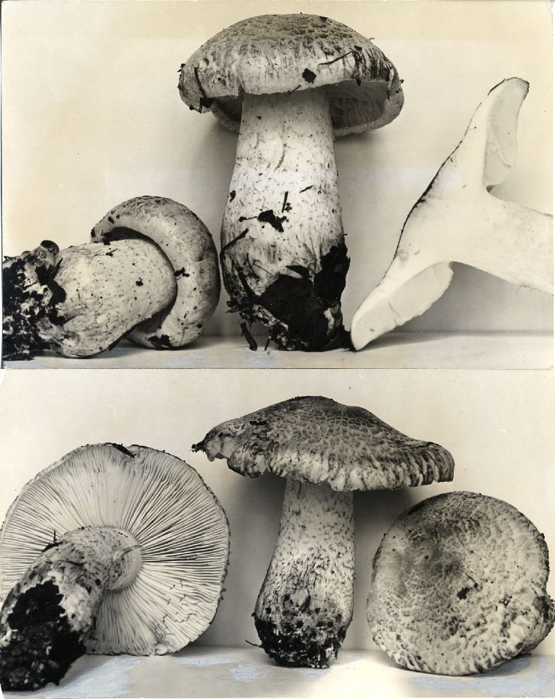 Tricholoma huronense image