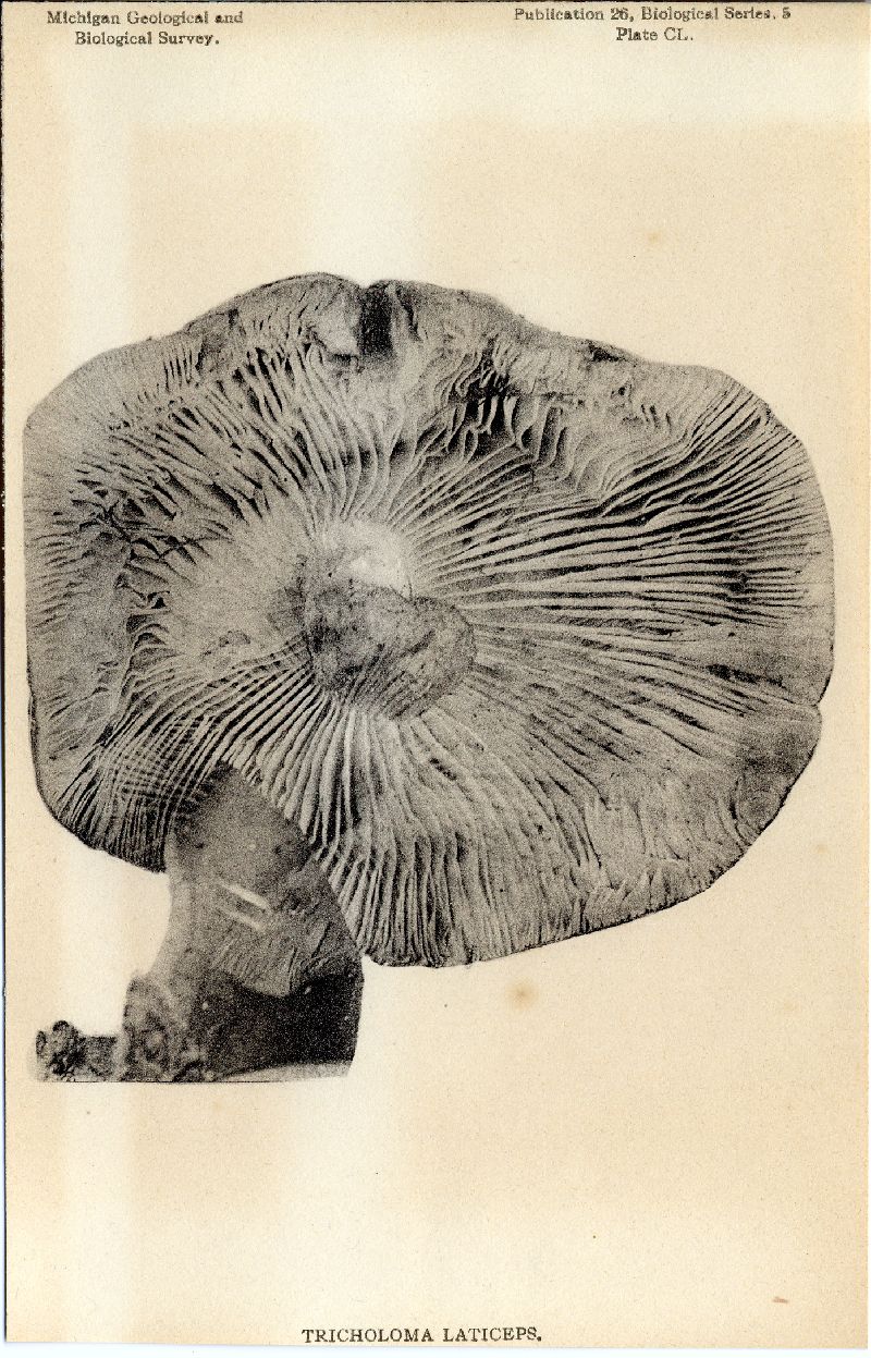 Tricholoma laticeps image