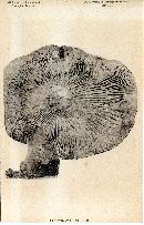 Tricholoma laticeps image