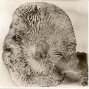 Tricholoma laticeps image