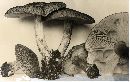 Tricholoma michiganense image