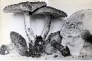 Tricholoma michiganense image