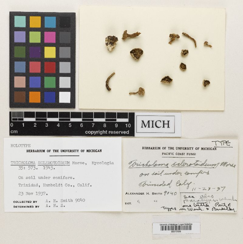 Tricholoma sclerotoideum image