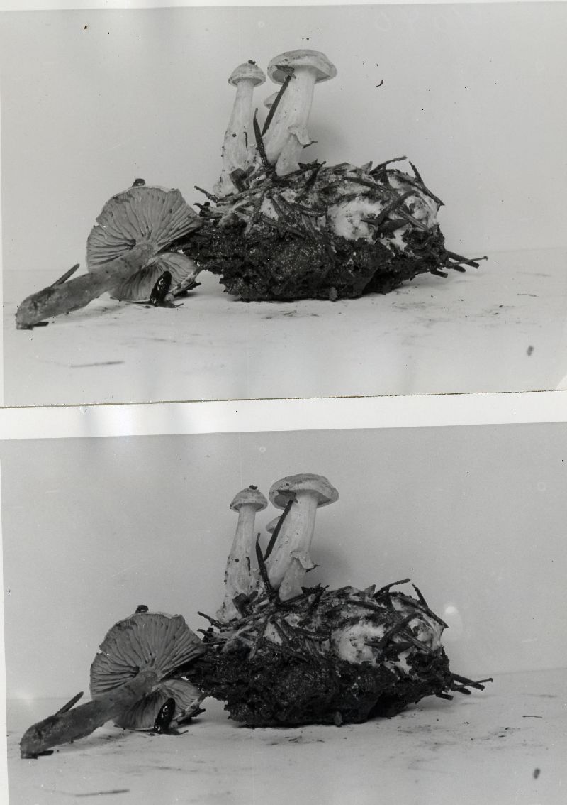 Tricholoma sclerotoideum image