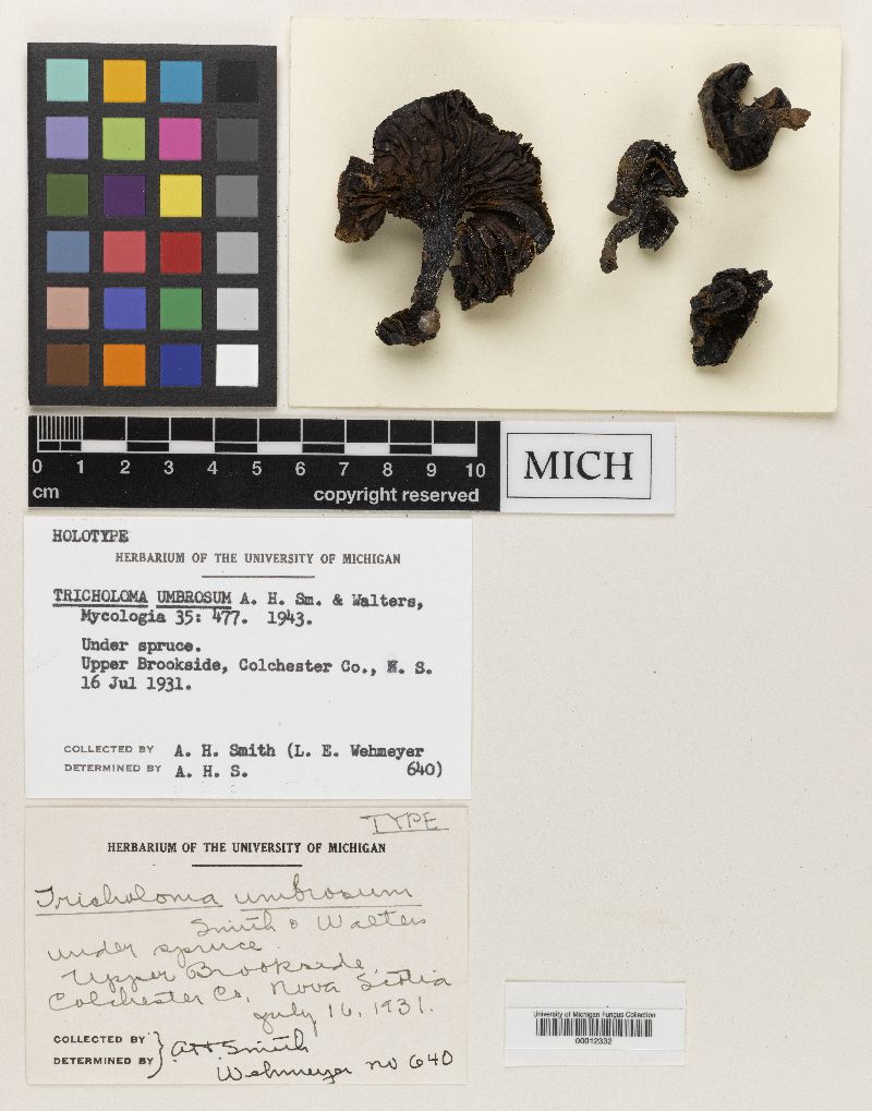 Tricholoma umbrosum image