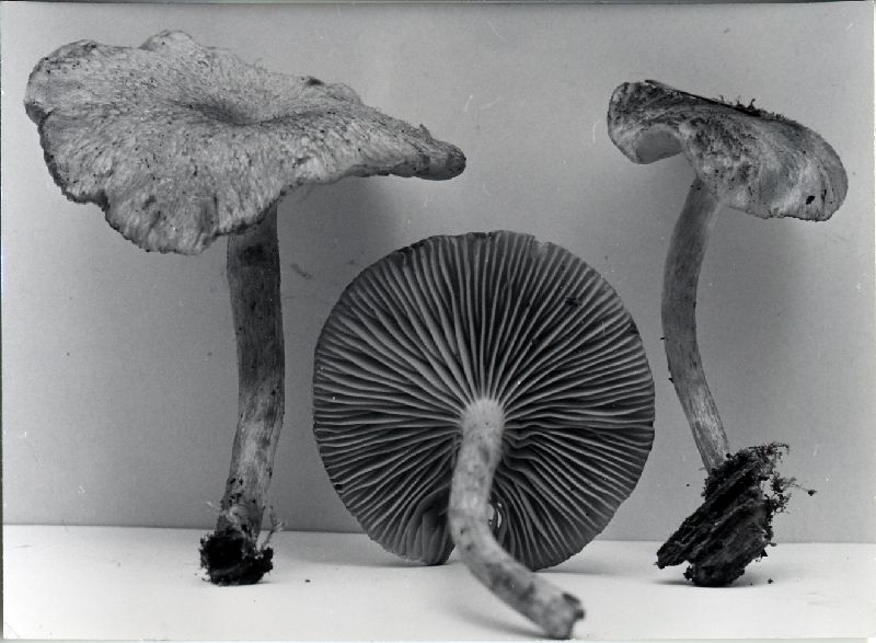 Tricholomopsis resinosa image