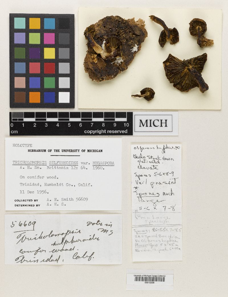 Tricholomopsis sulfureoides var. megaspora image