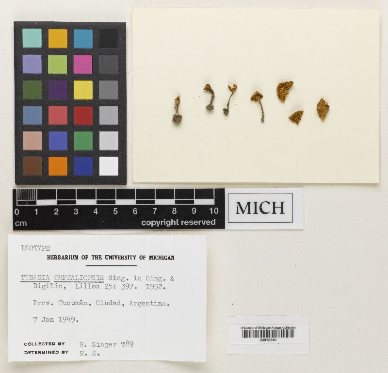 Tubaria omphaliopsis image