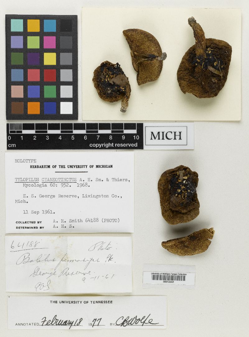 Tylopilus cyaneotinctus image