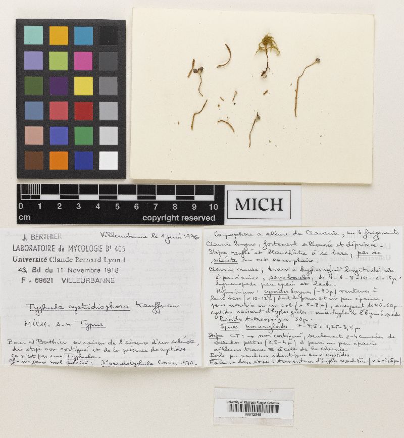Typhula cystidiophora image