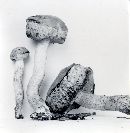 Gastroboletus scabrosus image