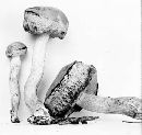 Gastroboletus scabrosus image