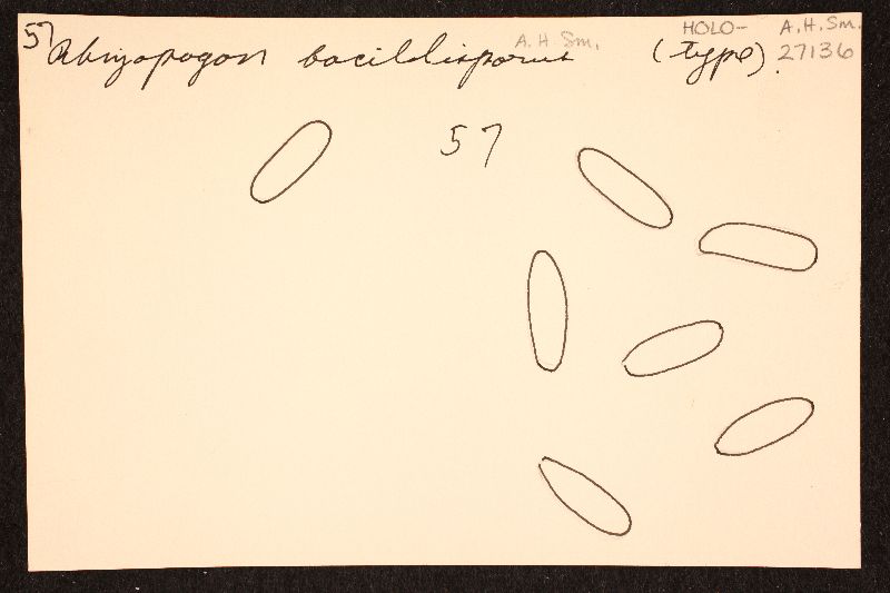 Rhizopogon bacillisporus image