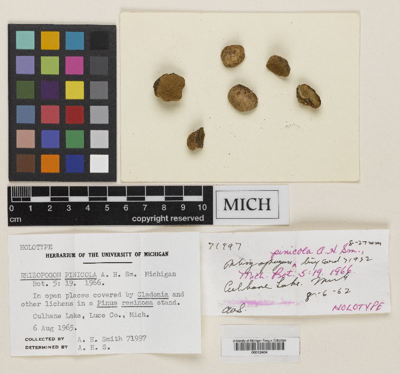 Rhizopogon pinicola image