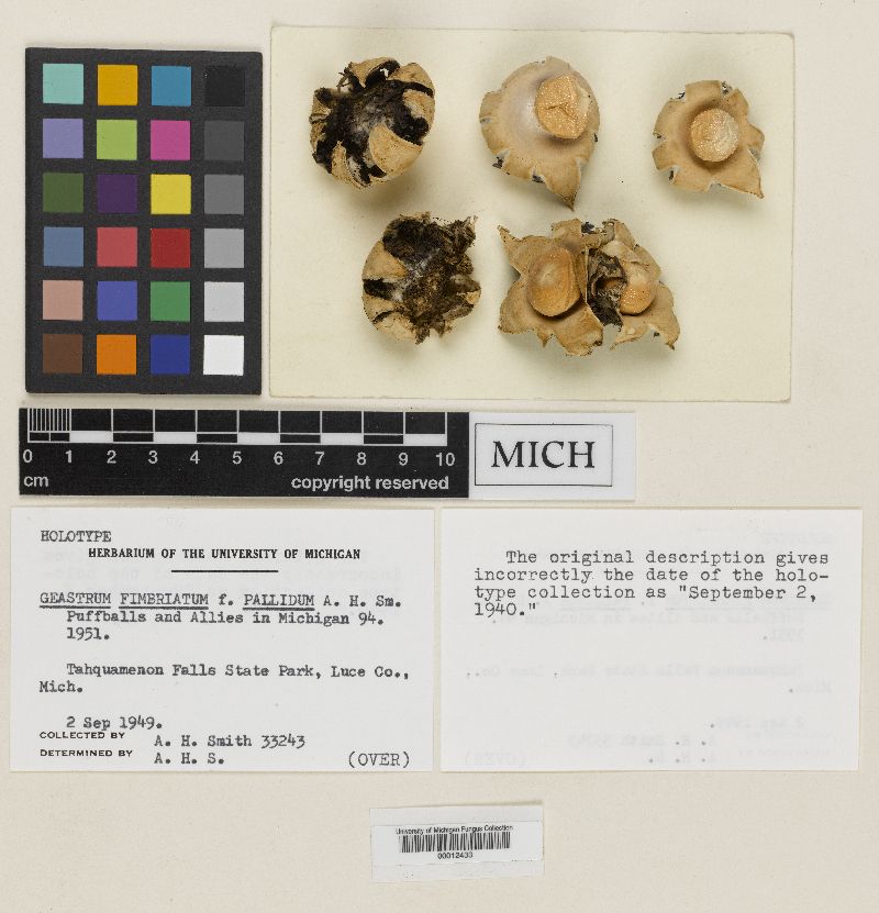 Geastrum fimbriatum f. pallidum image