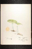 Russula aeruginea image