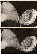 Russula brevipes var. brevipes image