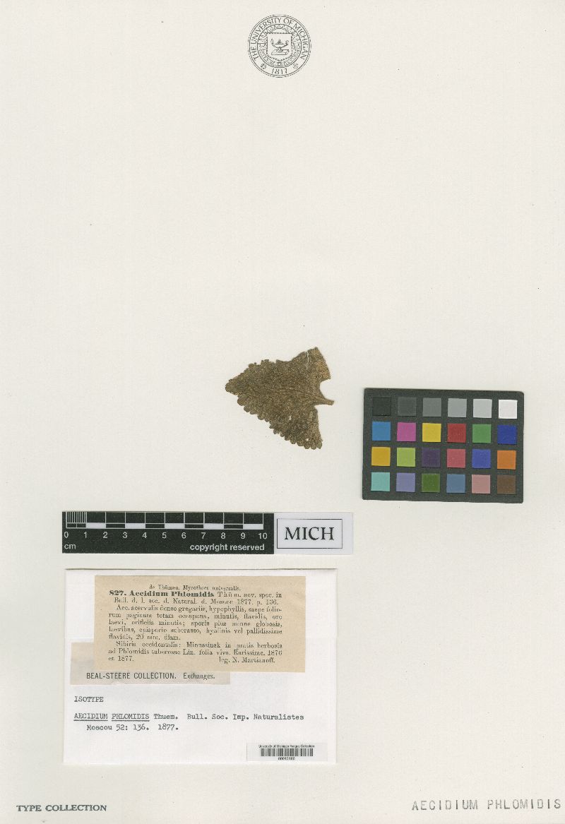 Aecidium phlomidis image
