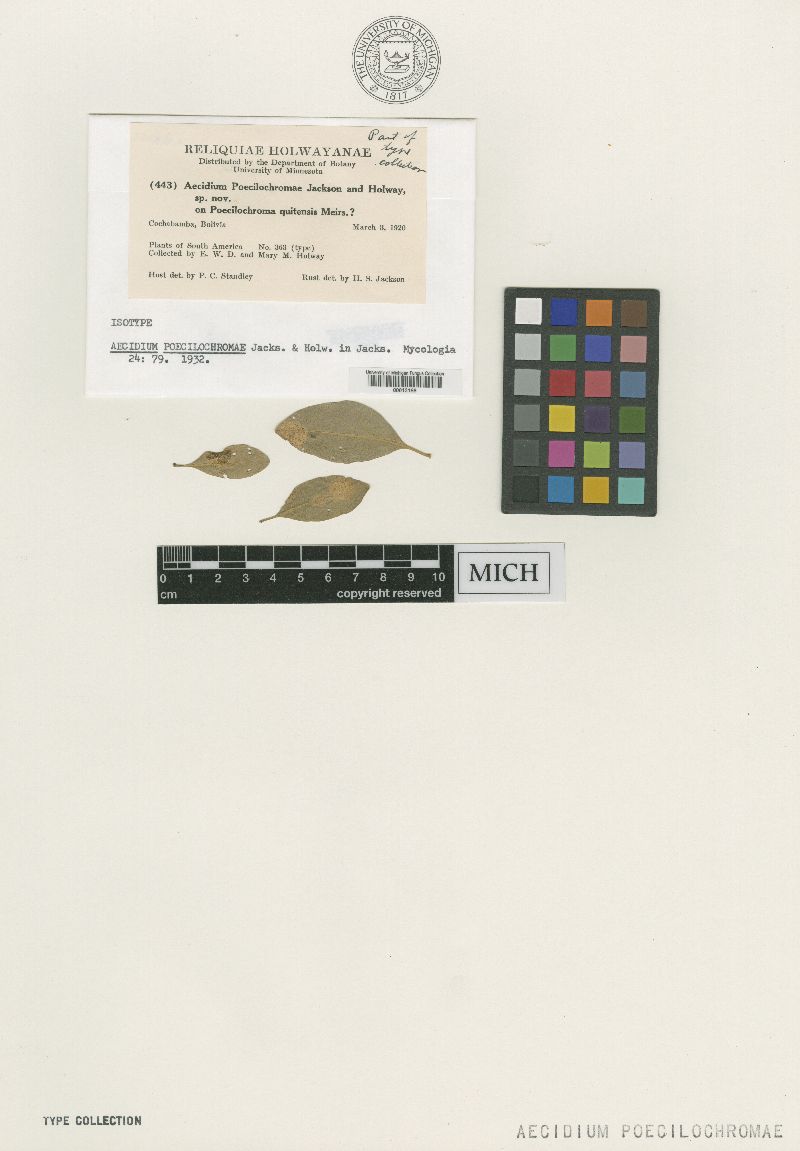 Aecidium poecilochromae image
