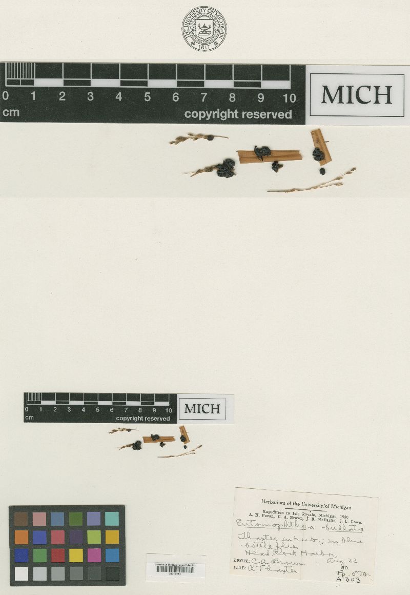 Entomophthora bullata image