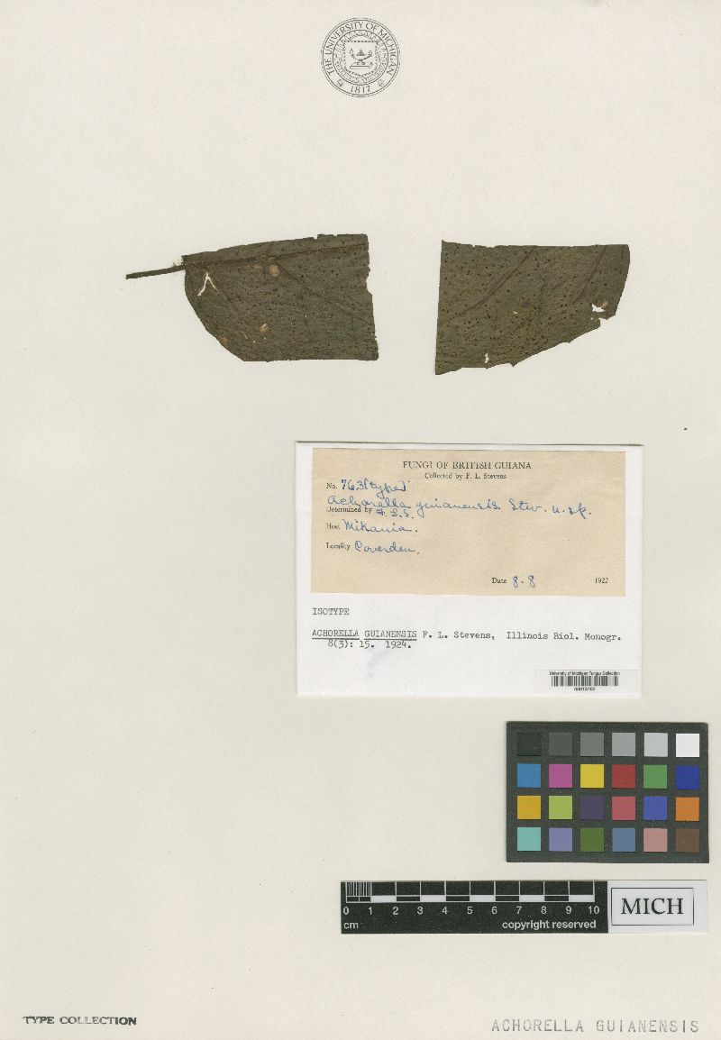 Achorella guianensis image