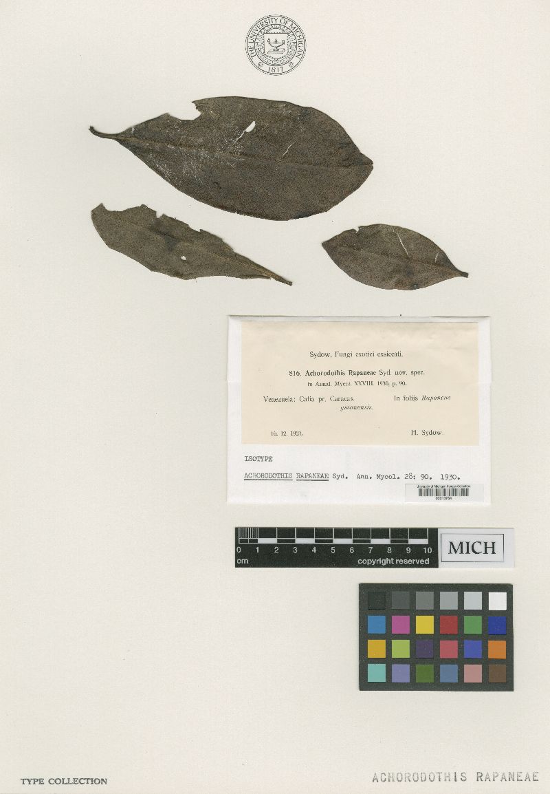 Achorodothis rapaneae image