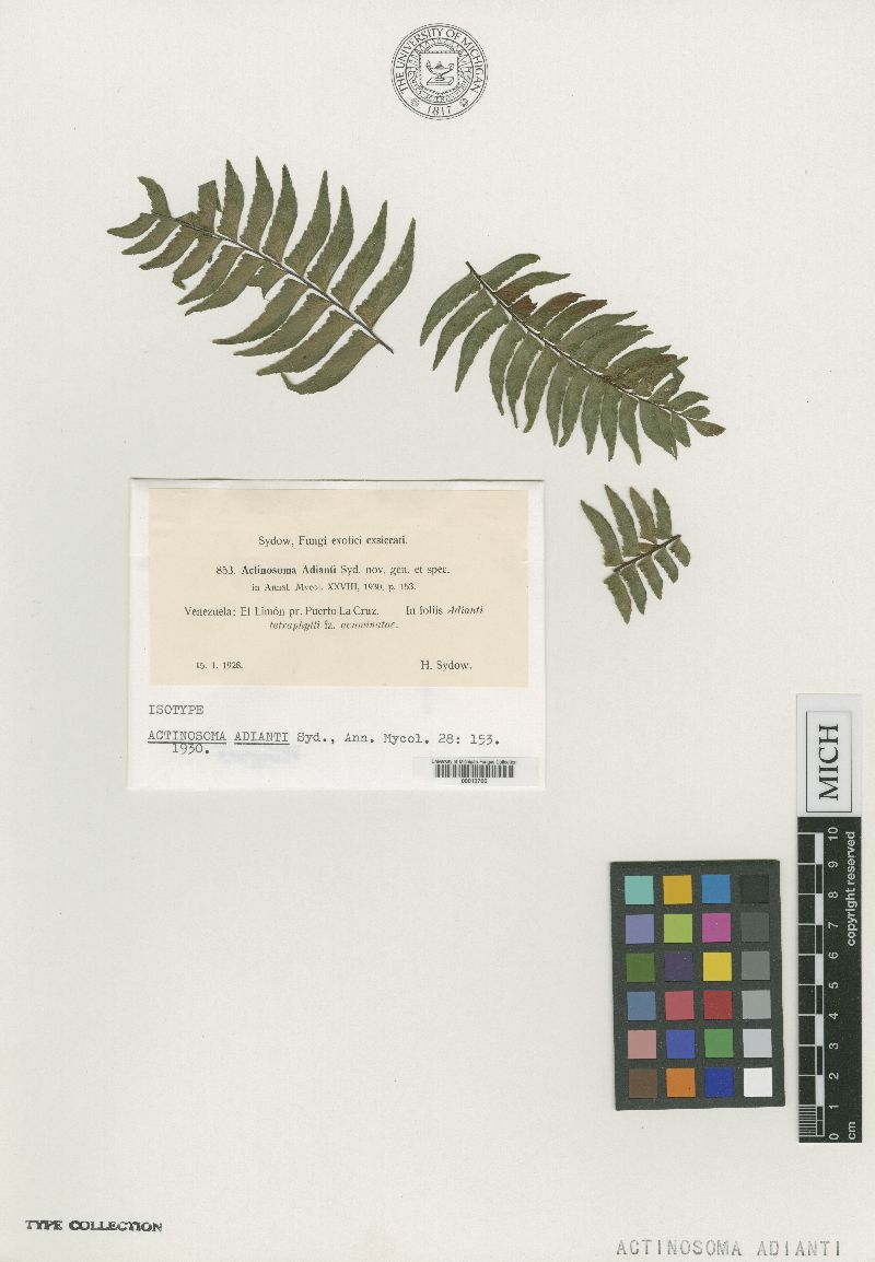 Chaetothyriopsis adianti image