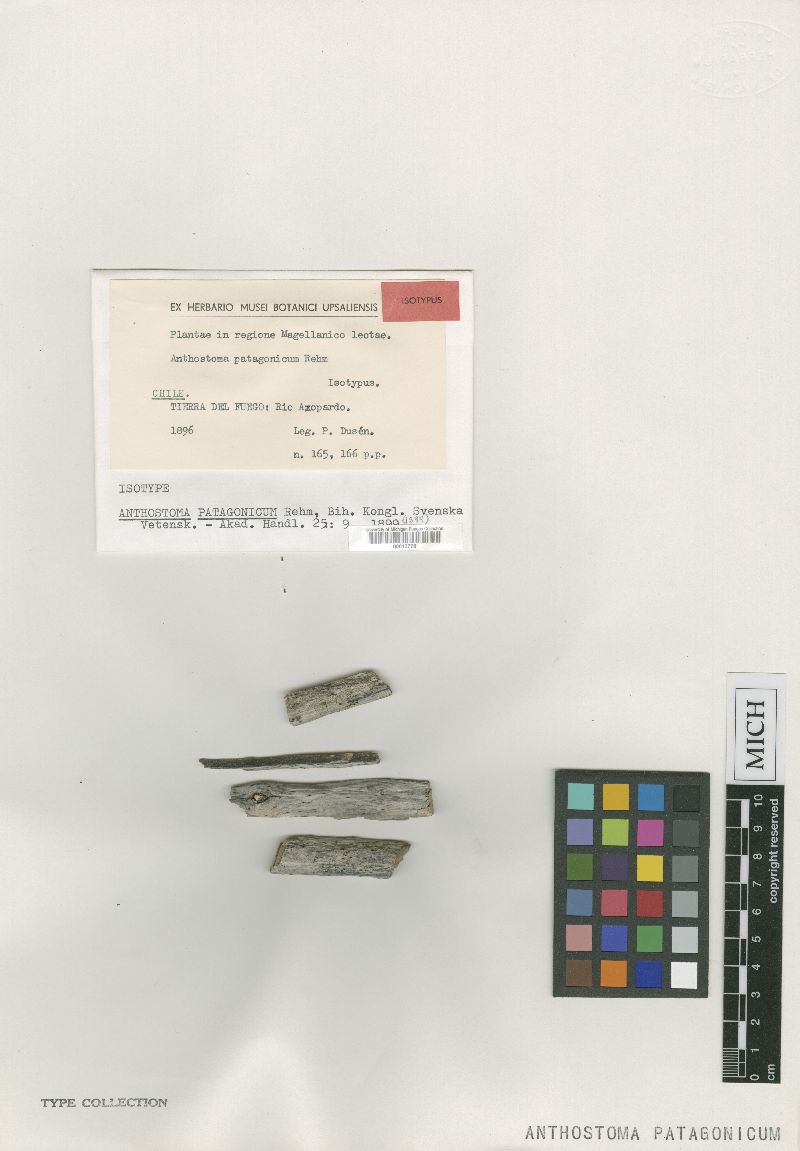 Anthostoma patagonicum image