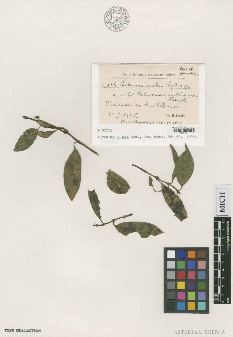 Asterina erebia image