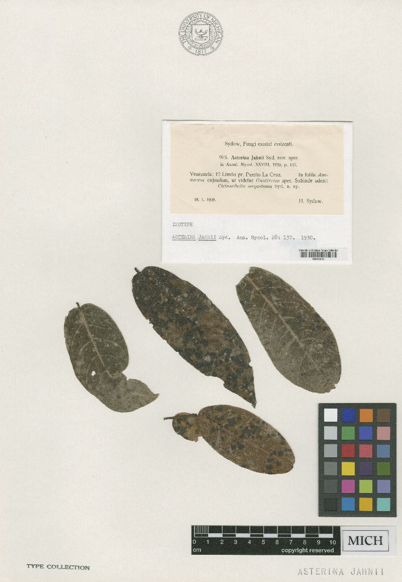 Asterina jahnii image
