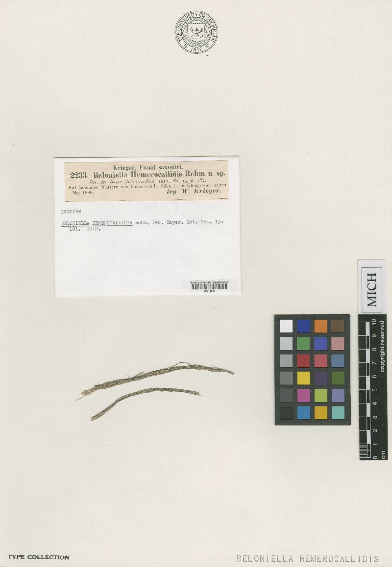 Beloniella hemerocallidis image