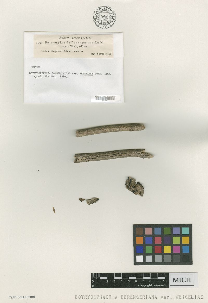 Botryosphaeria berengeriana var. weigeliae image