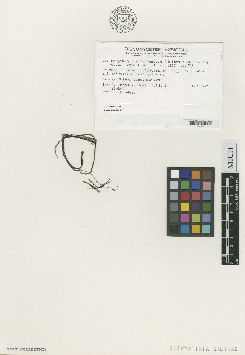 Botryotinia calthae image