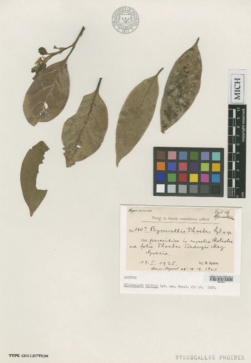 Byssocallis phoebes image
