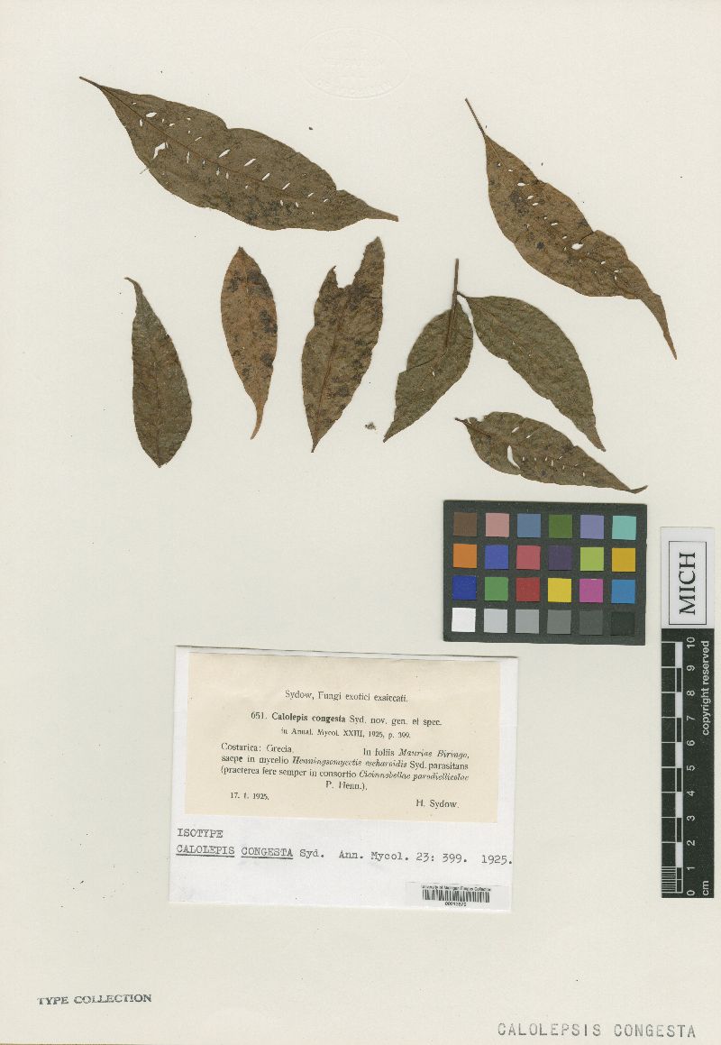 Calolepis congesta image