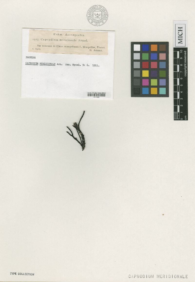 Capnodium meridionale image