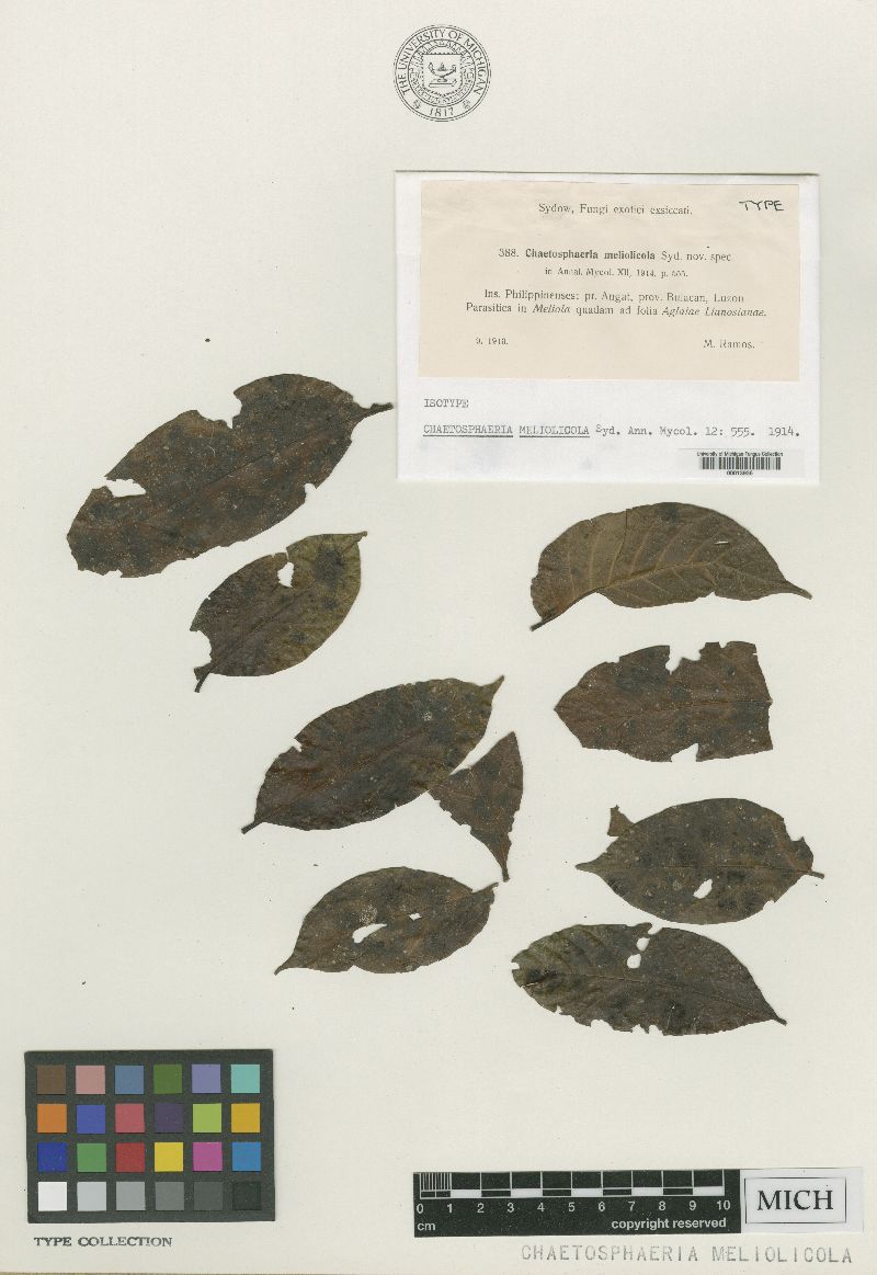 Chaetosphaeriaceae image