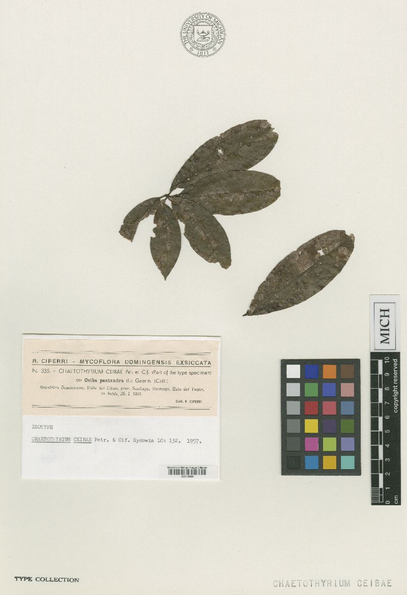 Chaetothyrium ceibae image