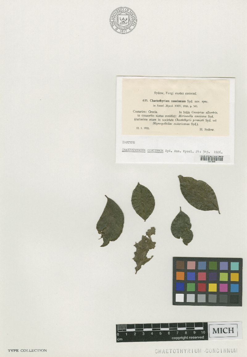 Chaetothyrium concinnum image