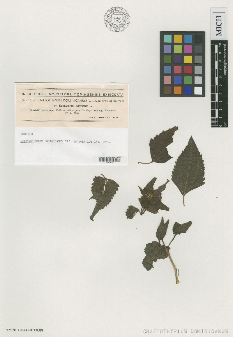 Chaetothyrium dominicanum image