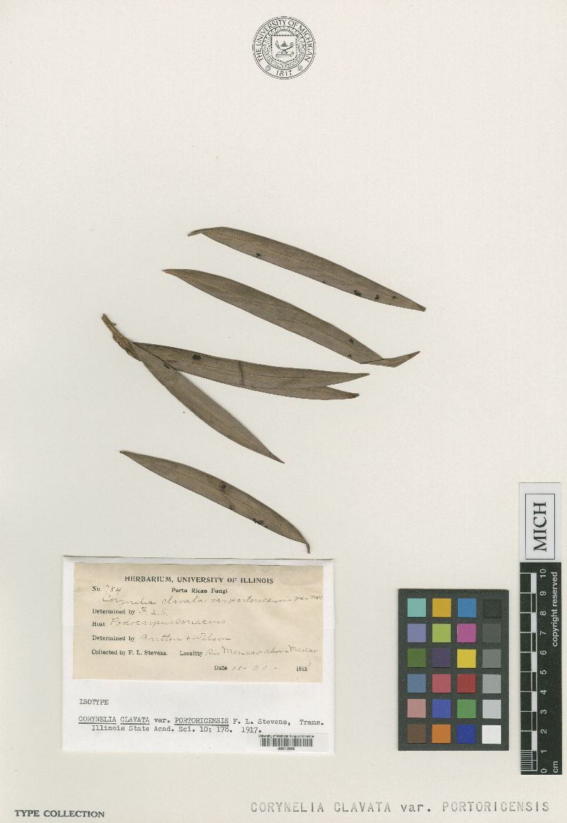 Corynelia portoricensis image